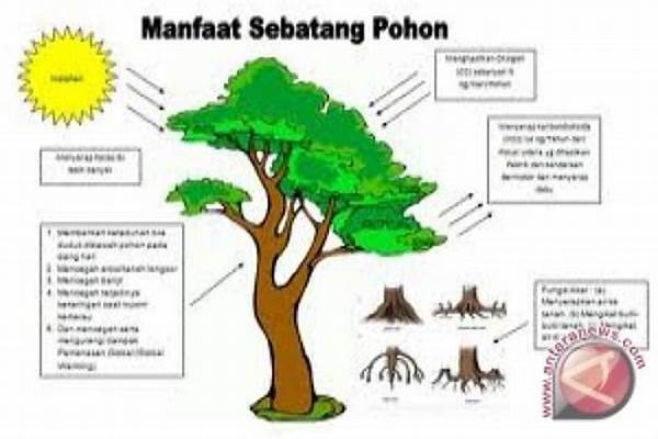 manfaat-pohon-rindang-bagi-lingkungan_43d3bef74.jpg