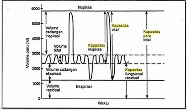 hubungan-antara-serat-dan-kapasitas-paru-paru_6d9d8dfc9.jpg