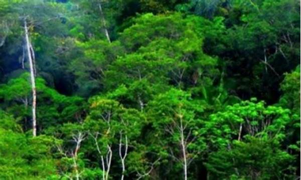 hutan-tropis-sebagai-penyedia-bahan-baku_ada85eadc.jpg