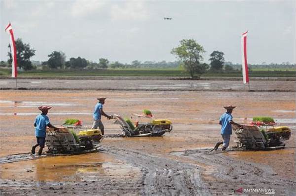 pemanfaatan-lahan-aluvial-kalimantan_d3280be8b.jpg