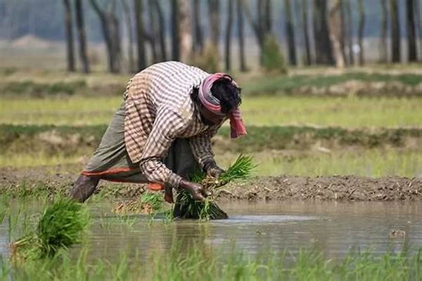 pengaruh-el-nino-terhadap-pertanian_2d7fd340e.jpg