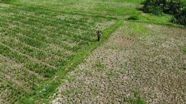 dampak-el-nino-terhadap-ketersediaan-air_fc3d00117.jpg