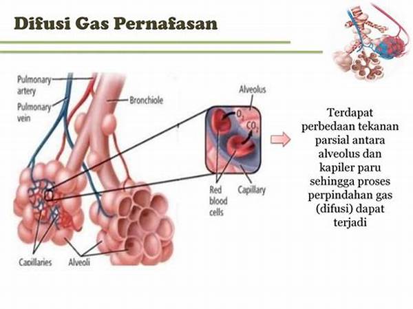 pertukaran-gas-paru-paru-manusia_232d98fbb.jpg