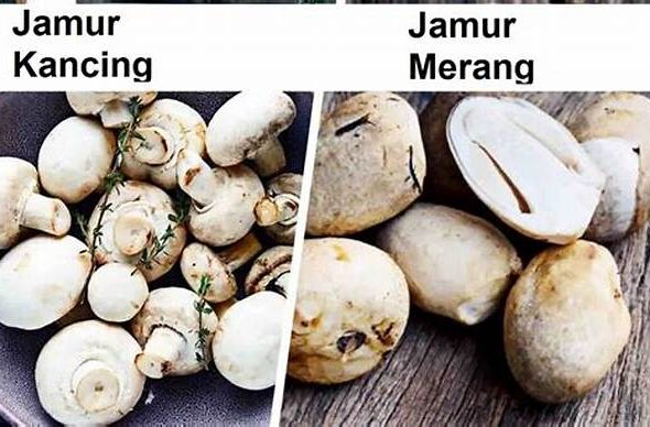 manfaat-jamur-dalam-industri-plastik_e4bc44e34.jpg