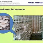 proses-produksi-berkelanjutan-jamur_dbad82212.jpg