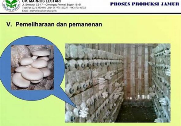 proses-produksi-berkelanjutan-jamur_dbad82212.jpg