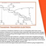 transpor-elektron-dan-oksigen_6903e84dc.jpg