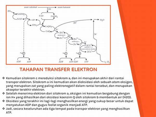 transpor-elektron-dan-oksigen_6903e84dc.jpg